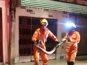 [Vídeo] Cobra de três metros é capturada pelos Bombeiros em Arapiraca