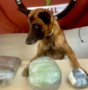 Cocaína e maconha são apreendidas em van de transporte complementar em Jaramataia