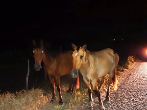 Animais soltos na pista são resgatados por Bombeiros em Penedo