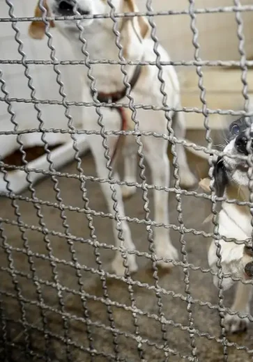 Projeto aprovado na Câmara proíbe uso de animais em testes cosméticos