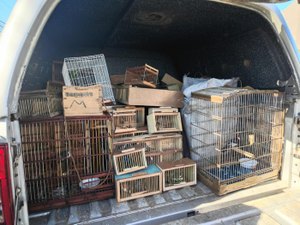 Protetor dos Biomas: PM apreende 442 animais silvestres em Alagoas
