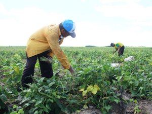 Produtores iniciam a colheita do feijão do programa Barriga Cheia
