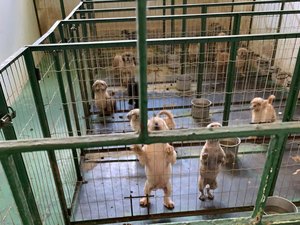 Animais são resgatados no bairro da Jatíuca após denúncia