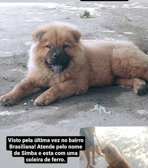 Família arapiraquense  pede ajuda para encontrar cachorro desaparecido