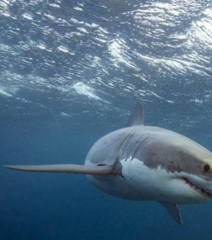 Aquecimento global pode tornar tubarões mais inteligentes – e mortais