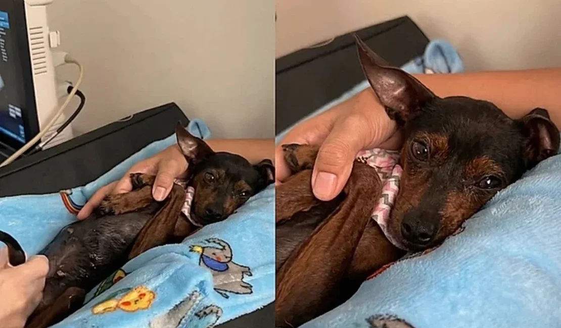 Veterinário segura patinhas de cadela para dar conforto durante exame