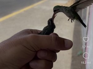 [Vídeo] Beija-flor é resgatado por homem e ave se apega ao novo ‘tutor’