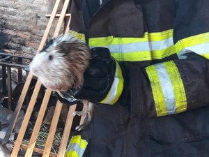 Incêndio atinge casa e bombeiros resgatam cabra e porquinhos da índia 
