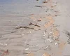 Vídeo divulgado em redes sociais mostra diversos peixes mortos em praia na Barra de Santo Antônio