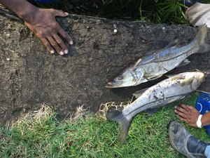 Casal é autuada por morte de peixes na Lagoa da Anta