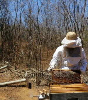 Produção de mel gera desenvolvimento e renda para famílias do semiárido