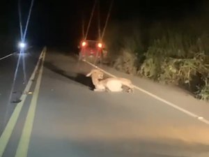 [Vídeo] Motoqueiro fica ferido ao bater veículo em jumento na AL 101 Norte