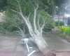 Árvore desaba na Área Verde do município de Arapiraca