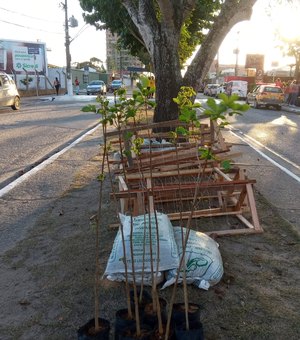 [Vídeo] Arapiraca Verde pretende arborizar município com plantio de 100 mil árvores até centenário