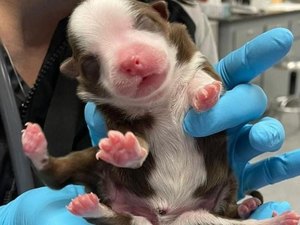 Filhote de cachorro sobrevive ao nascer com 6 patas e duas caudas nos EUA
