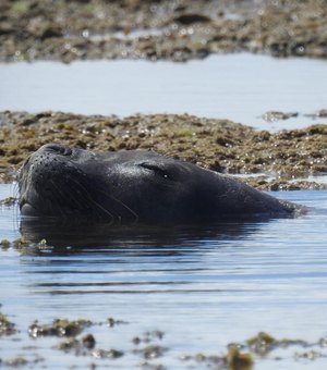 'Procura-se': após aparição em praia de Maceió, Biota tenta avistar elefante-marinho no Litoral