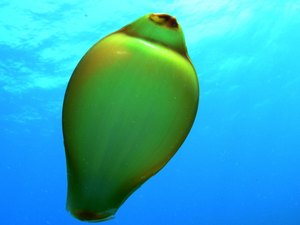 Ovo de tubarão é fotografado durante mergulho em Fernando de Noronha