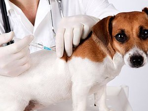 Antirrábica: vacinação de animais começa dia 24 na área rural