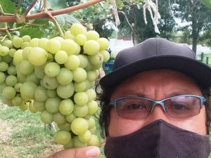 Alunos do Ifal cultivam uva em pleno sertão alagoano