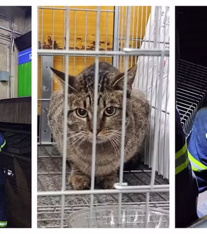 Gato é resgatado dos trilhos do metrô em São Paulo; funcionários se mobilizam para adotarem
