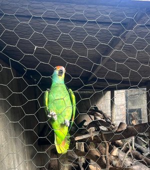 Sete papagaios resgatados do tráficos chegam a Alagoas para reintrodução na natureza