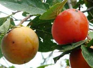 Produtores do Nordeste poderão plantar caqui com irrigação