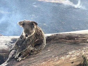 Um terço da população de coalas pode ter morrido durante incêndios na Austrália