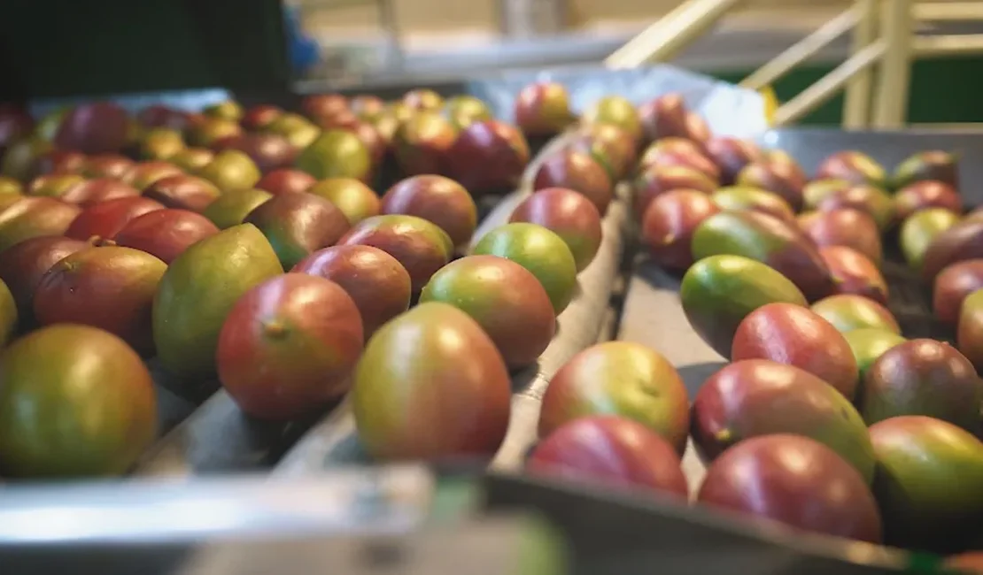 Tarifaço de Trump ameaça exportação de frutas brasileiras para os EUA