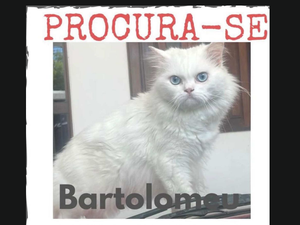 Família procura gato surdo desaparecido no bairro Nilo Coelho, em Arapiraca