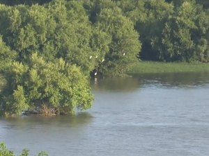 Avanço de Lagoa Mundaú ameaça desaparecimento de 13 hectares de manguezal