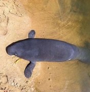 Filhote de peixe-boi é encontrado morto na praia da Sereia, em Maceió