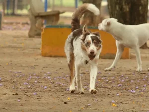 Exposição a multidões no carnaval traz riscos à saúde dos animais