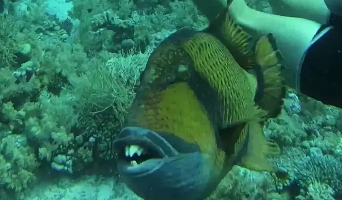 Peixe exótico 'com dentes humanos' morde mergulhador no Egito; assista