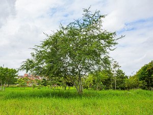 Prefeitura de Arapiraca promove doação de mudas em alusão ao Dia do Meio Ambiente