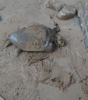 Tartaruga é encontrada morta na Praia de Barra Grande, em Maragogi