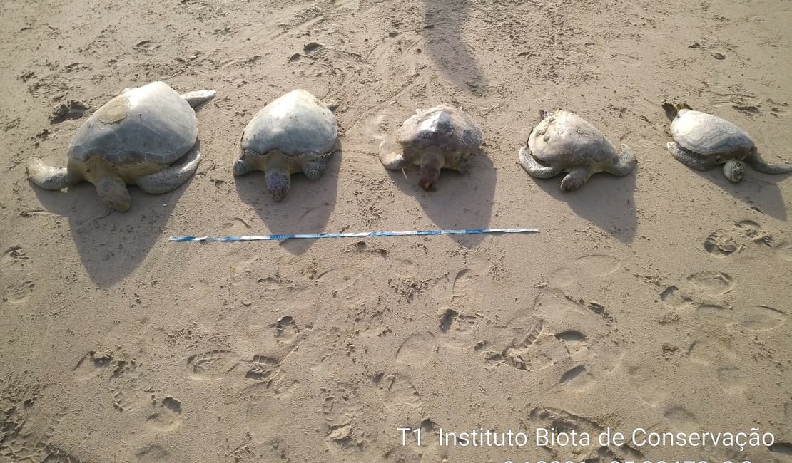 Tartarugas são encontradas mortas em praia de Japaratinga