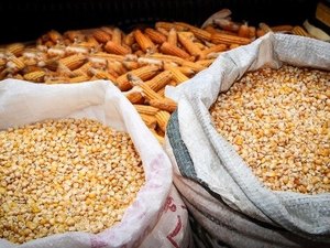 Comissão define áreas de experimento com milho e soja em 2016