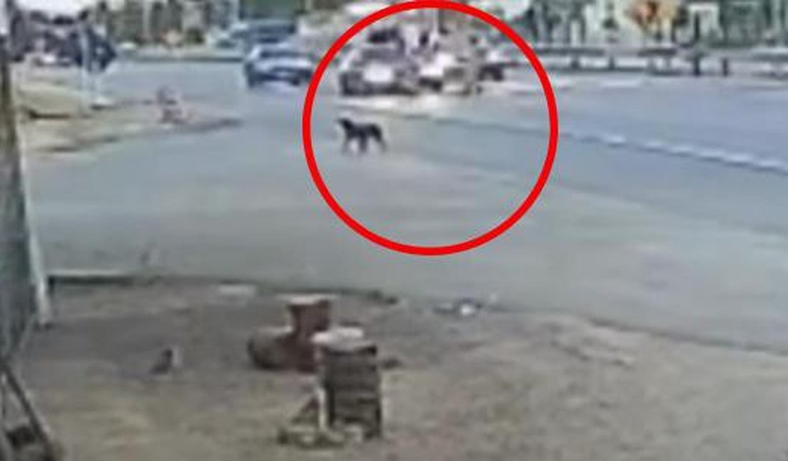 Dupla atropelada em faixa de pedestre na AL-101 Sul segue internada no Hospital Geral do Estado