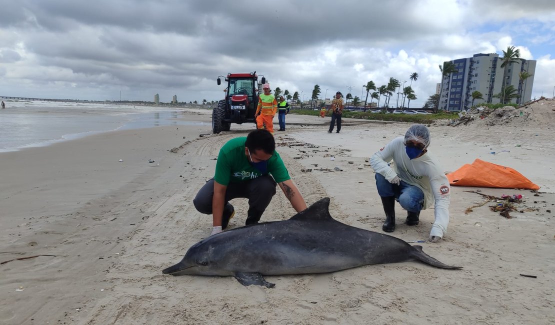Boto-cinza é encontrado morto na areia da Praia da Avenida, em Maceió