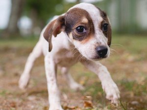 Feira de Adoção acontece neste domingo (20) na Rua Aberta da Ponta Verde