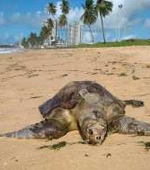 Biota registra a morte de duas tartarugas marinhas na orla de Maceió