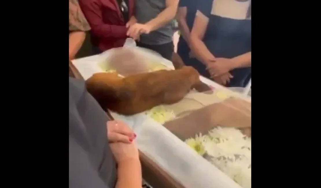 [Vídeo] Cachorro percorre 12km até enterro do dono para se despedir
