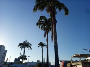 Palhas de palmeira oferecem risco de acidente no Centro de Arapiraca