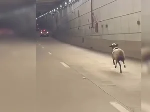 Ovelha é flagrada correndo entre os carros no túnel de Taguatinga