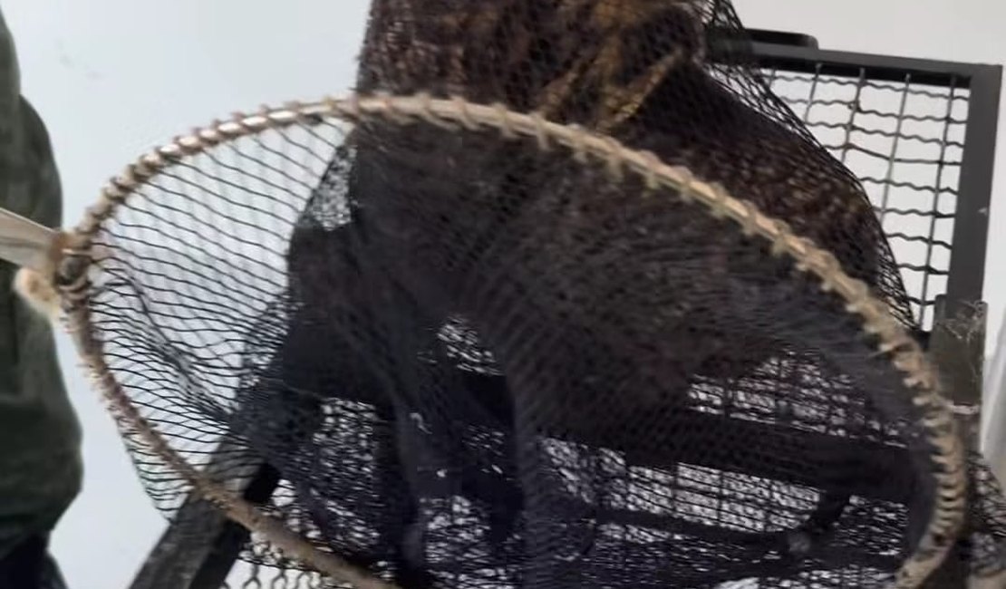 Coruja é encontrada debaixo de carro em Colônia Leopoldina e resgatada pelo Batalhão Ambiental