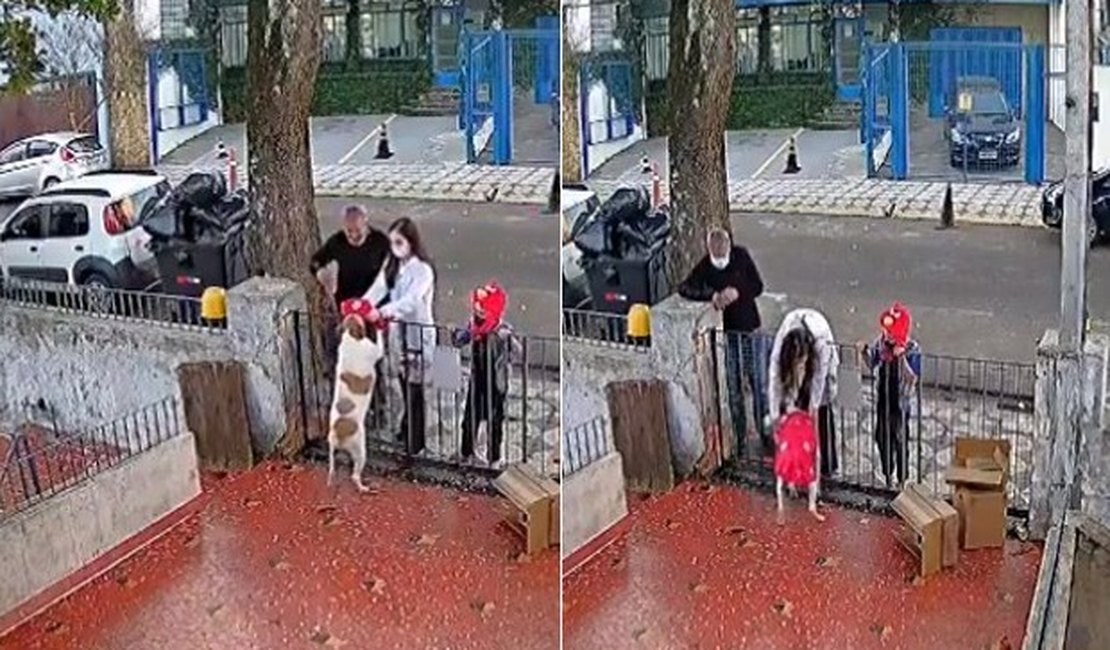 [Vídeo] Cadela que teve roupa furtada por homem ganha novo casaco