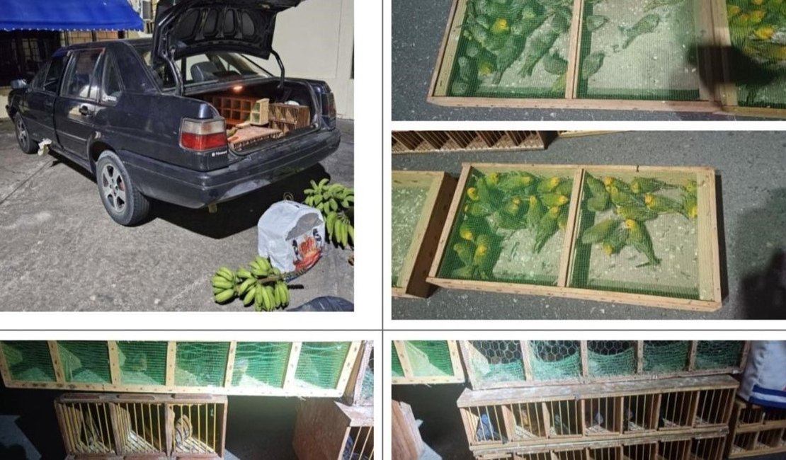 Maior traficante de aves silvestres do país é condenado a 18 anos de prisão