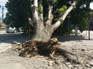 [Vídeo] Árvore cai em cima de ponto de ônibus em Arapiraca