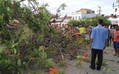 Árvore secular desaba no Centro Histórico de Penedo e fere homem