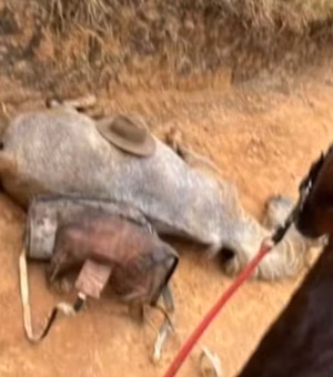 Ana Castela e Paolla Oliveira cobram justiça para cavalo mutilado em São Paulo